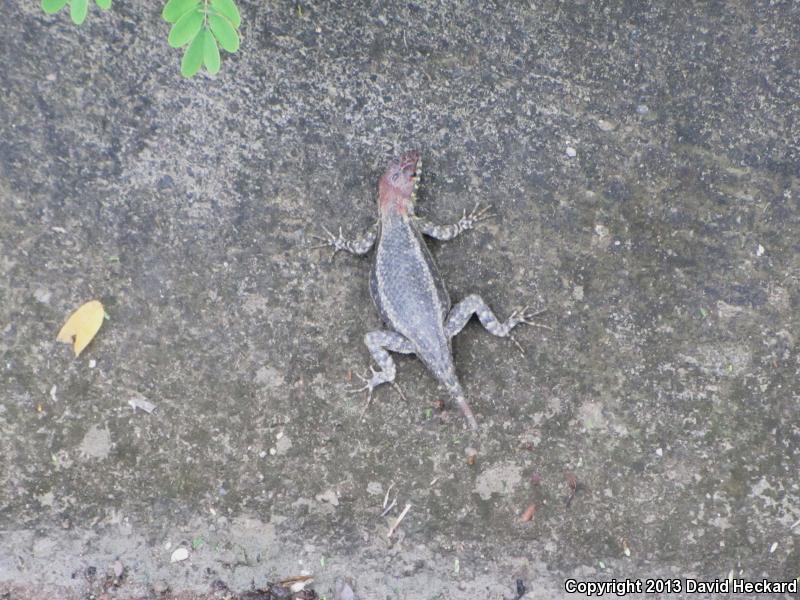 Red-headed Spiny Lizard (Sceloporus pyrocephalus)