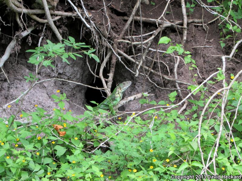 Mexican Spiny-tailed Iguana (Ctenosaura pectinata)