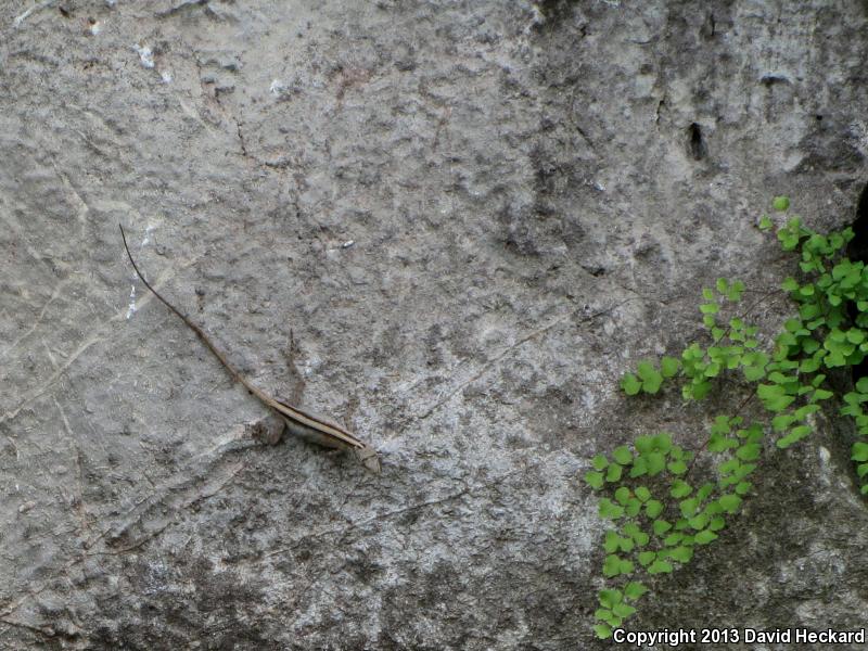 Clouded Anole (Anolis nebulosus)