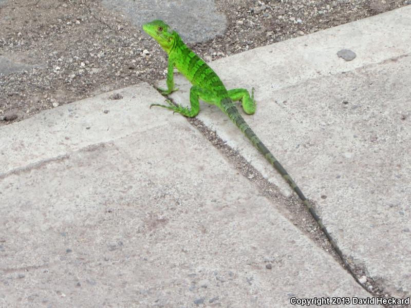 Mexican Spiny-tailed Iguana (Ctenosaura pectinata)