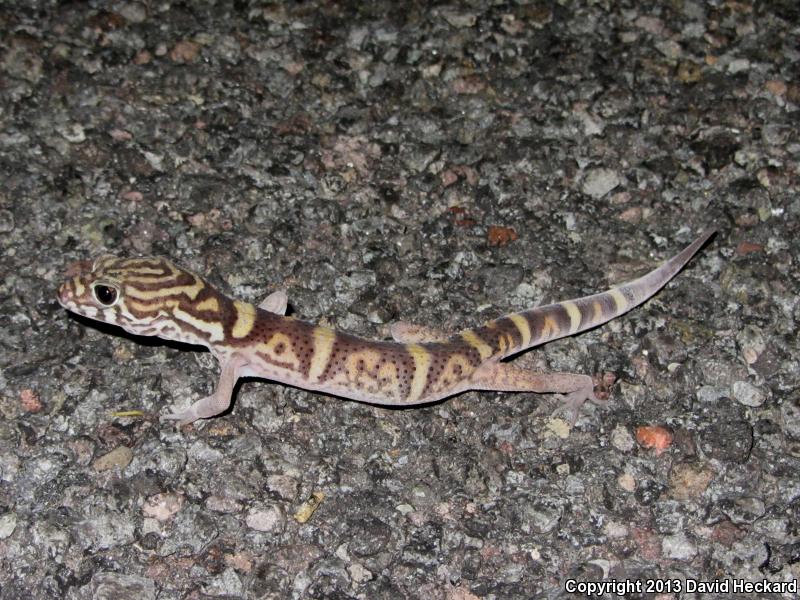 Colima Banded Gecko (Coleonyx elegans nemoralis)