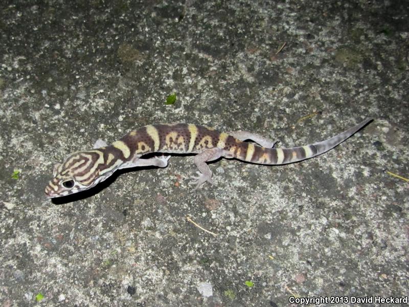 Colima Banded Gecko (Coleonyx elegans nemoralis)