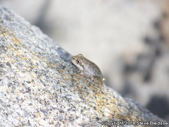 California Treefrog (Pseudacris cadaverina)