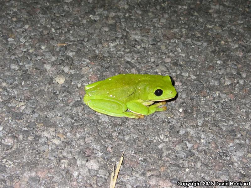 Mexican Leaf Frog (Pachymedusa dacnicolor)
