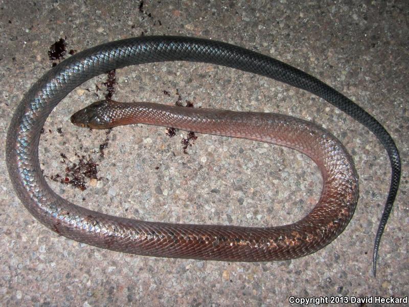 Mexican West Coast Cribo (Drymarchon melanurus rubidus)