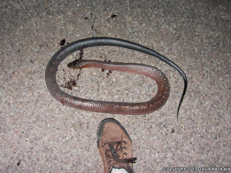 Mexican West Coast Cribo (Drymarchon melanurus rubidus)