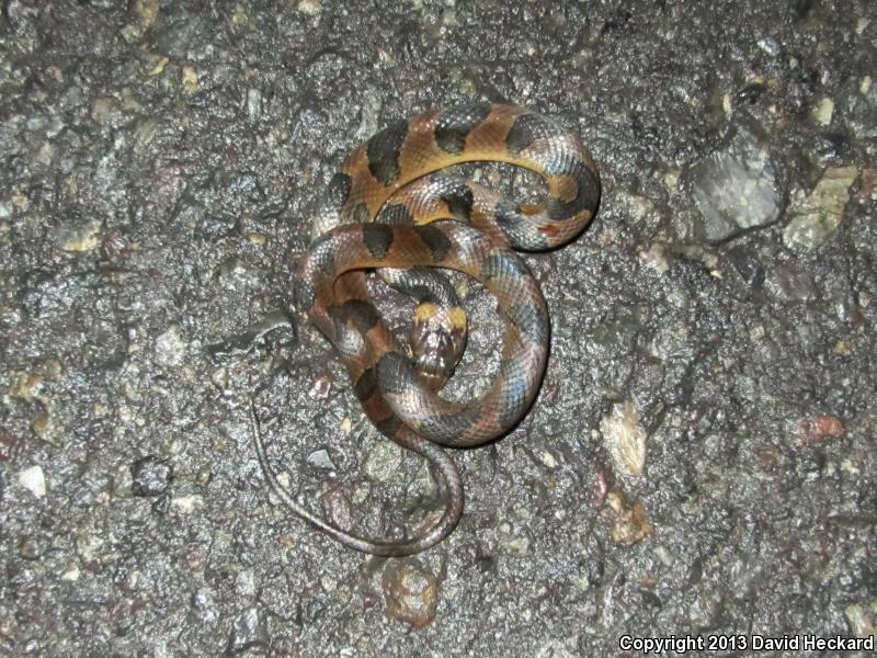 Southwestern Cat-eyed Snake (Leptodeira maculata)