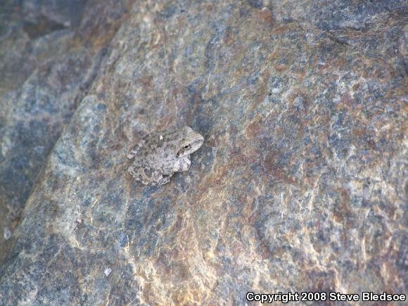 California Treefrog (Pseudacris cadaverina)