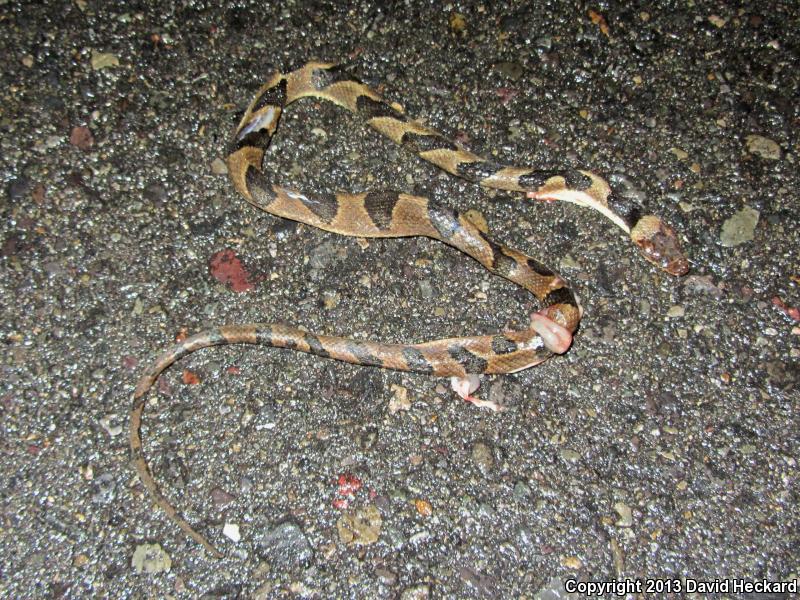 Southwestern Cat-eyed Snake (Leptodeira maculata)