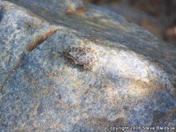 California Treefrog (Pseudacris cadaverina)