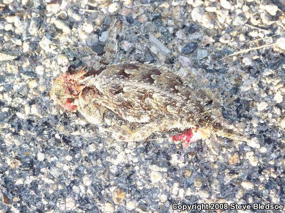 Blainville's Horned Lizard (Phrynosoma blainvillii)