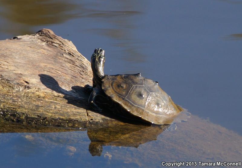 Southern Black-knobbed Map Turtle (Graptemys nigrinoda delticola)