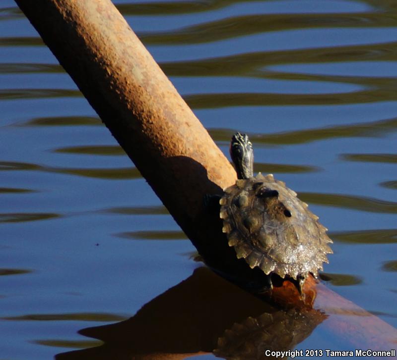 Southern Black-knobbed Map Turtle (Graptemys nigrinoda delticola)