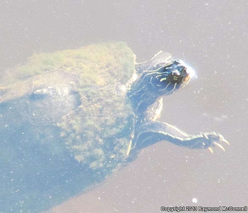 Southern Black-knobbed Map Turtle (Graptemys nigrinoda delticola)