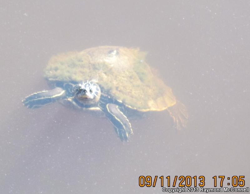 Southern Black-knobbed Map Turtle (Graptemys nigrinoda delticola)