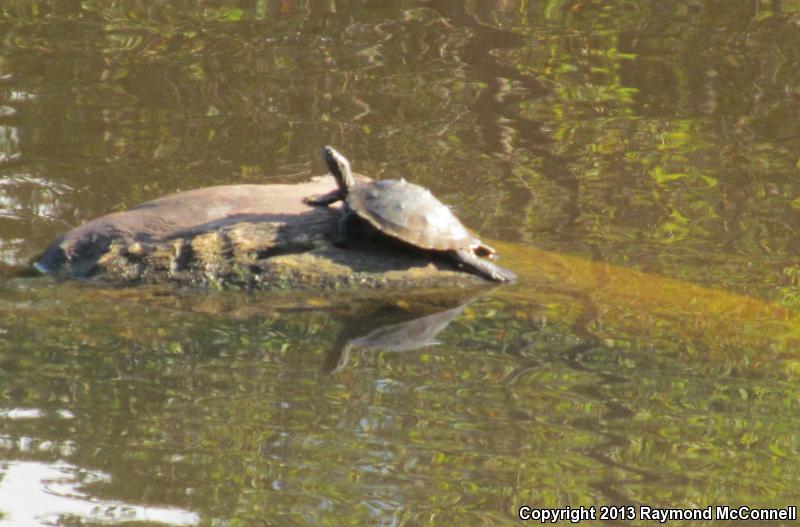 Southern Black-knobbed Map Turtle (Graptemys nigrinoda delticola)