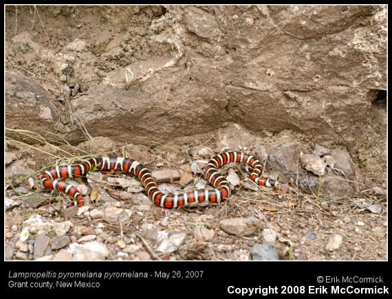 Arizona Mountain Kingsnake (Lampropeltis pyromelana pyromelana)