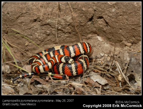 Arizona Mountain Kingsnake (Lampropeltis pyromelana pyromelana)