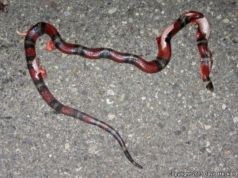 Nelson's Milksnake (Lampropeltis triangulum nelsoni)