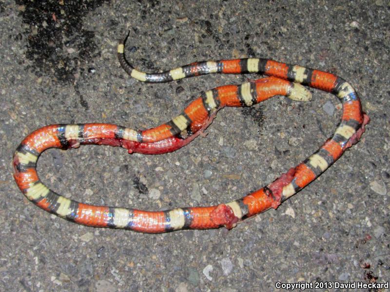 Nelson's Milksnake (Lampropeltis triangulum nelsoni)