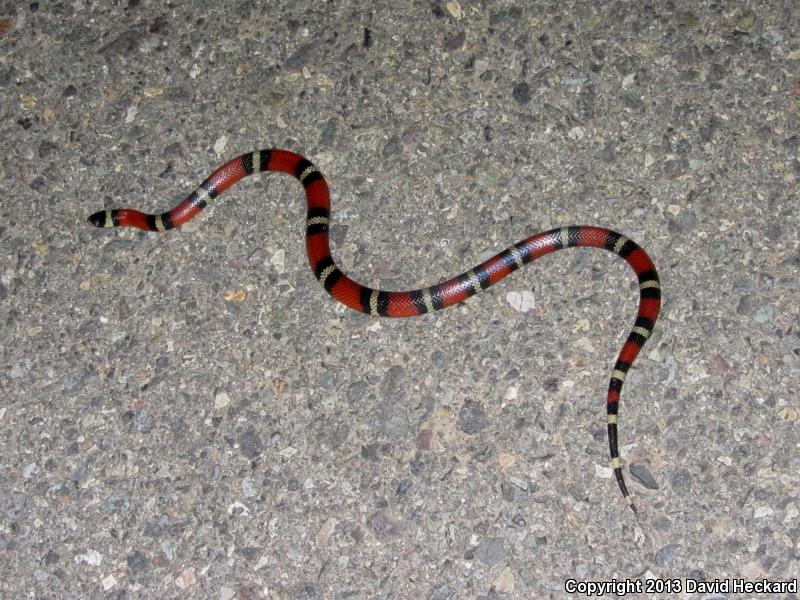 Nelson's Milksnake (Lampropeltis triangulum nelsoni)