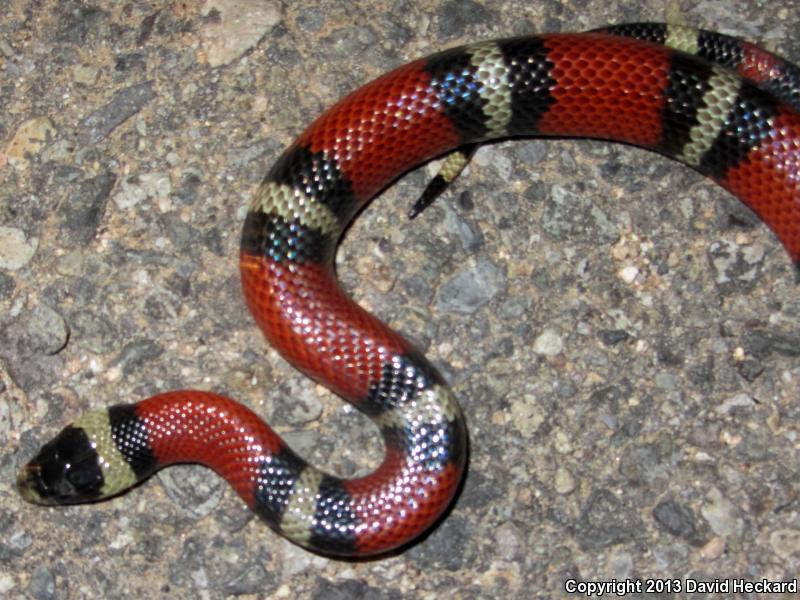 Nelson's Milksnake (Lampropeltis triangulum nelsoni)