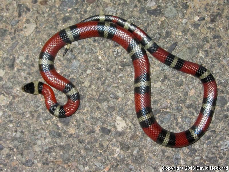 Nelson's Milksnake (Lampropeltis triangulum nelsoni)