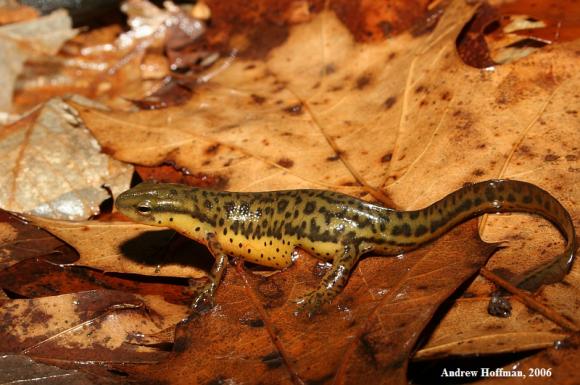 Red-Spotted Newt (Notophthalmus viridescens viridescens)