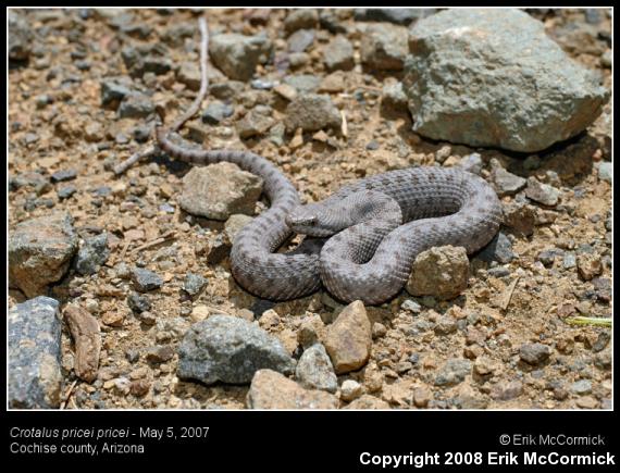 Western Twin-spotted Rattlesnake (Crotalus pricei pricei)