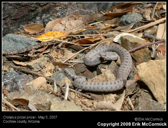 Western Twin-spotted Rattlesnake (Crotalus pricei pricei)