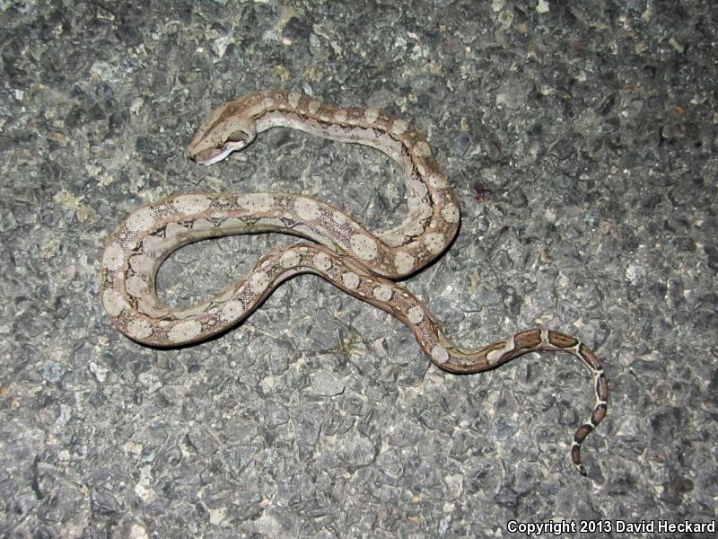 Mexican Boa Constrictor (Boa constrictor imperator)