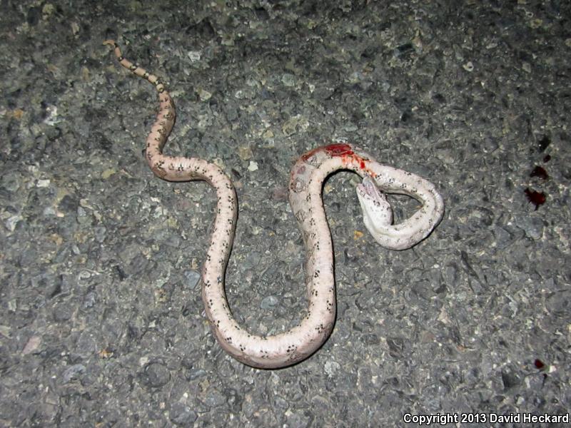 Mexican Boa Constrictor (Boa constrictor imperator)