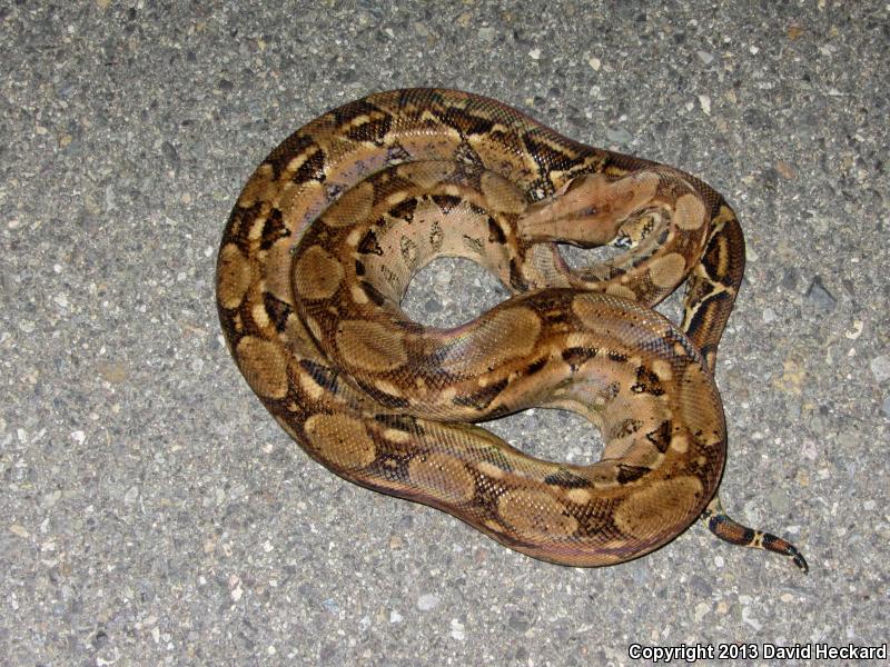 Mexican Boa Constrictor (Boa constrictor imperator)