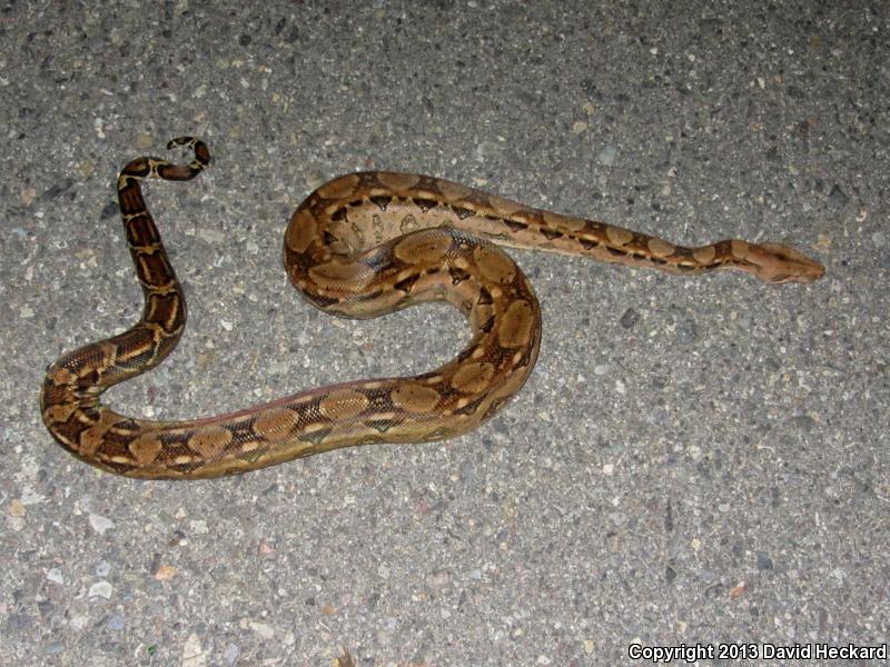 Mexican Boa Constrictor (Boa constrictor imperator)