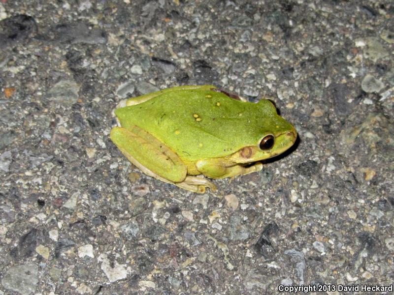 Mexican Treefrog (Smilisca baudinii)