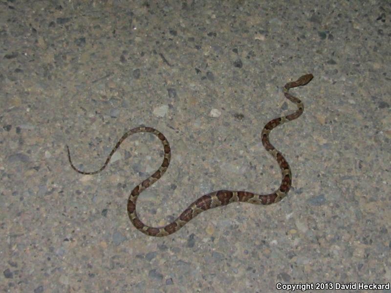 Western Lyresnake (Trimorphodon biscutatus biscutatus)