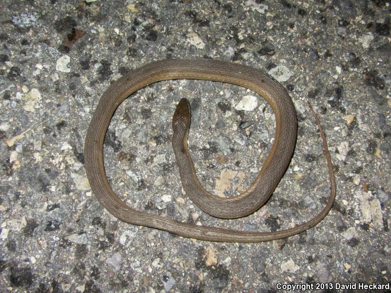 Colima Gartersnake (Thamnophis validus isabelleae)