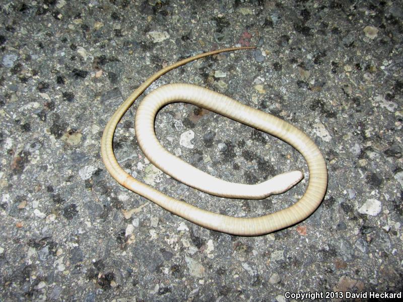 Colima Gartersnake (Thamnophis validus isabelleae)