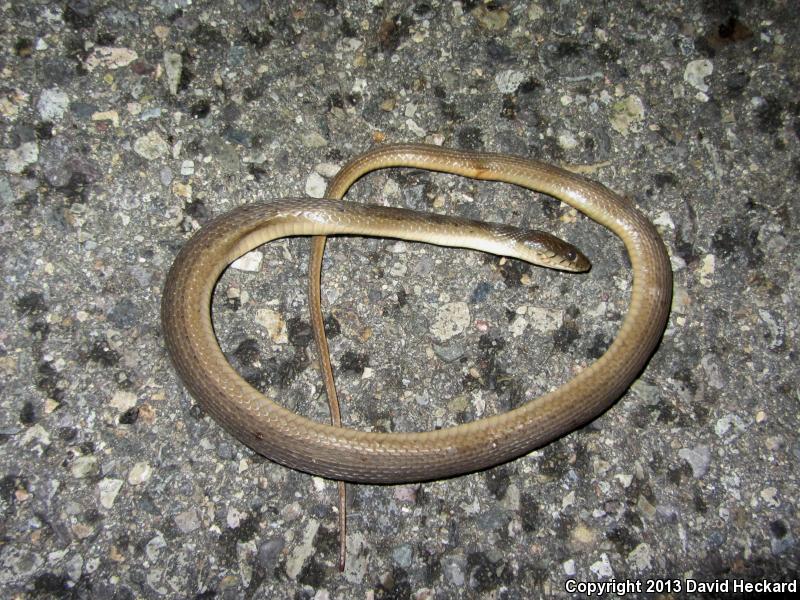 Colima Gartersnake (Thamnophis validus isabelleae)