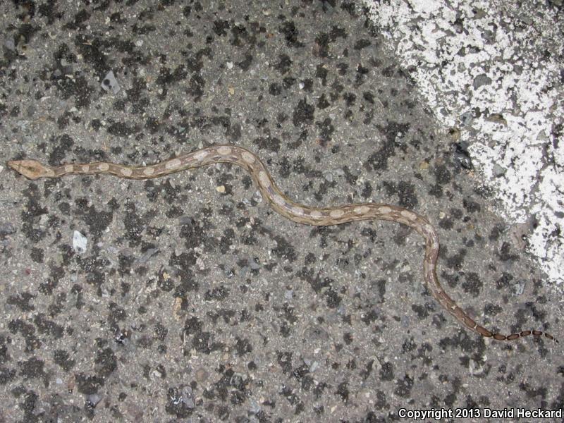 Mexican Boa Constrictor (Boa constrictor imperator)