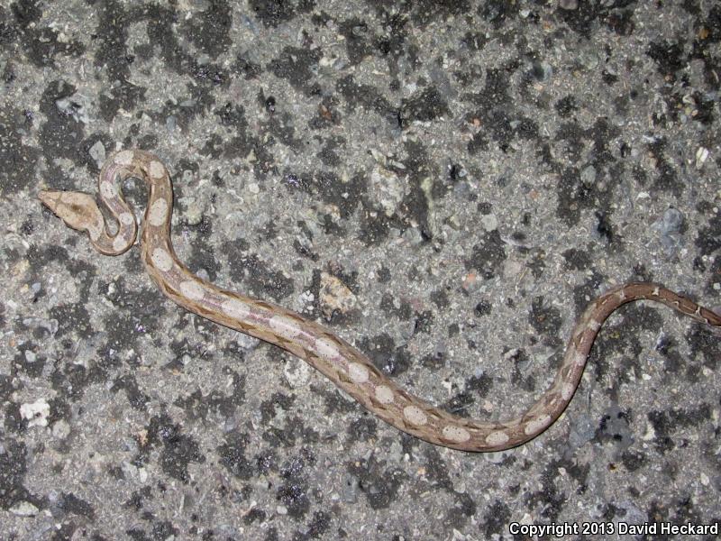 Mexican Boa Constrictor (Boa constrictor imperator)