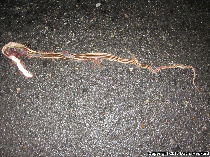 Mexican Patch-nosed Snake (Salvadora mexicana)