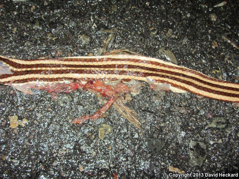 Mexican Patch-nosed Snake (Salvadora mexicana)