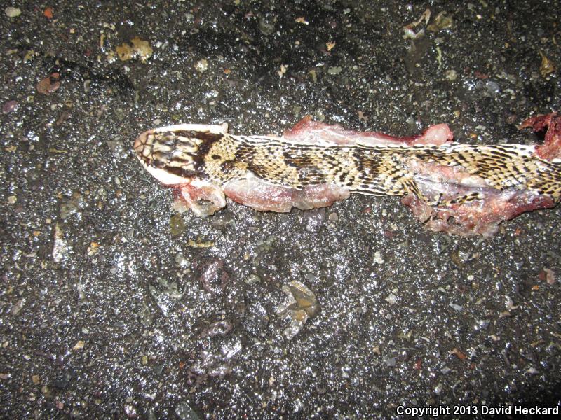 Mexican Patch-nosed Snake (Salvadora mexicana)