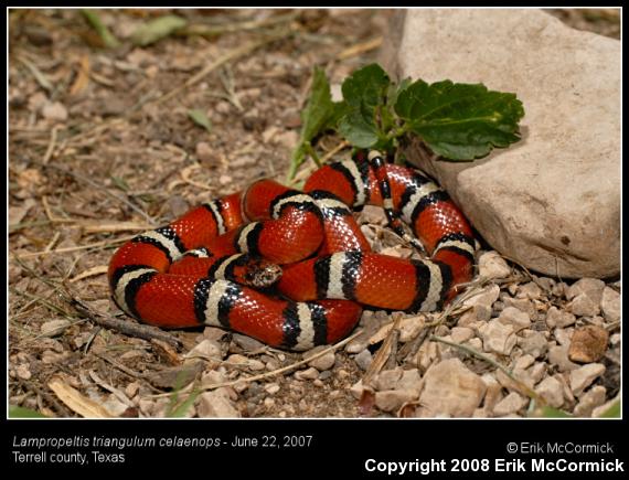 New Mexico Milksnake (Lampropeltis triangulum celaenops)