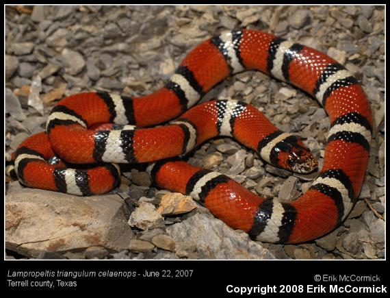 New Mexico Milksnake (Lampropeltis triangulum celaenops)