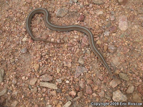 Northern Red-bellied Snake (Storeria occipitomaculata occipitomaculata)