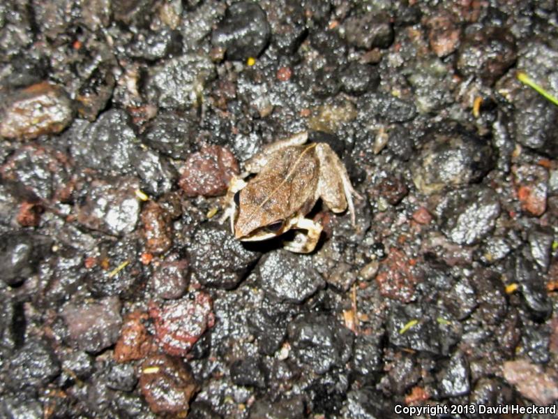 Smith's Pygmy Tropical Frog (Craugastor hobartsmithi)