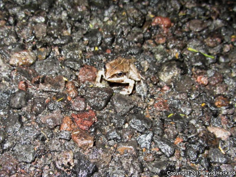 Smith's Pygmy Tropical Frog (Craugastor hobartsmithi)