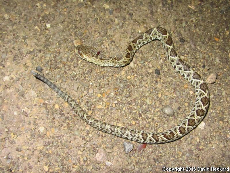 Mexican West Coast Rattlesnake (Crotalus basiliscus)